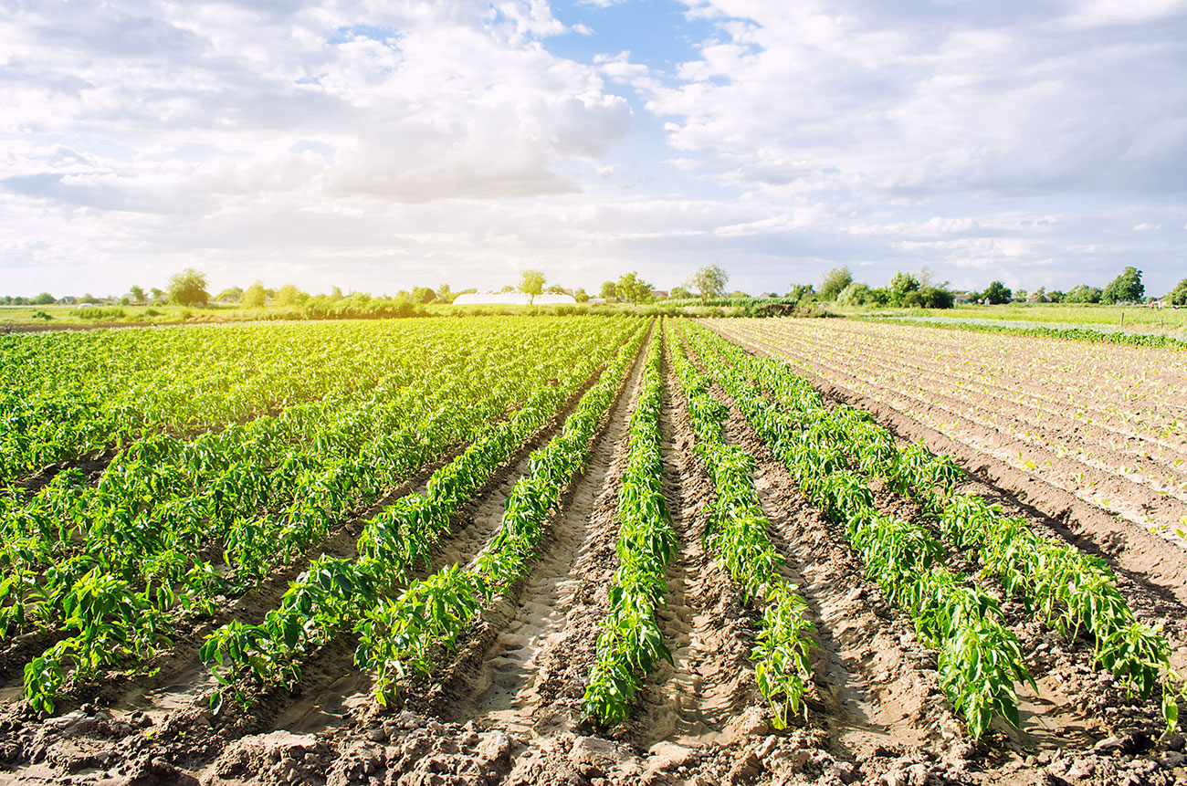 Mojak Bogdan Sadowski